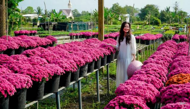 Le village floral de Sa Dec est réputé pour ses cultures en hauteur, qui offrent un spectacle unique. Photo : VOV. Le village floral de Sa Dec est réputé pour ses cultures en hauteur, qui offrent un spectacle unique. Photo : VOV.
