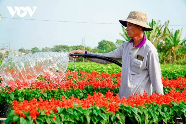 Les visiteurs plongent dans un espace fleuri à Sa Dec, Dông Thap ảnh 2 Les visiteurs plongent dans un espace fleuri à Sa Dec, Dông Thap ảnh 2