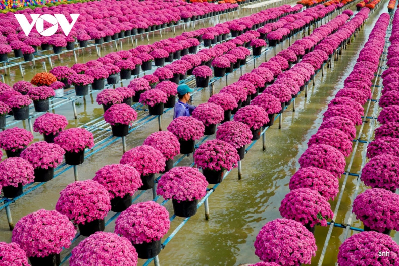 Grâce au village floral, le tourisme à Dông Thap connaît un essor considérable. Photo : VOV. Grâce au village floral, le tourisme à Dông Thap connaît un essor considérable. Photo : VOV.