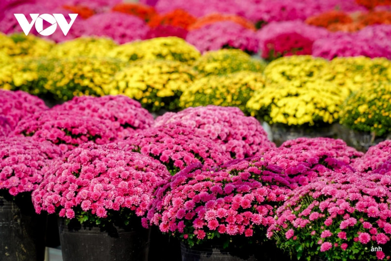 Le village floral de Sa Dec accueille chaleureusement les touristes, leur offrant une expérience unique. Photo : VOV. Le village floral de Sa Dec accueille chaleureusement les touristes, leur offrant une expérience unique. Photo : VOV.