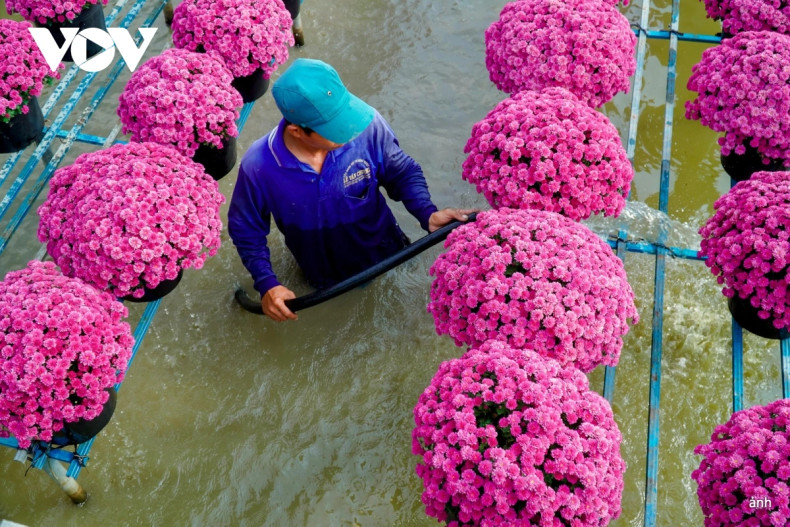 Les habitants de Sa Dec prennent soin des fleurs du Têt. Photo : VOV. Les habitants de Sa Dec prennent soin des fleurs du Têt. Photo : VOV.
