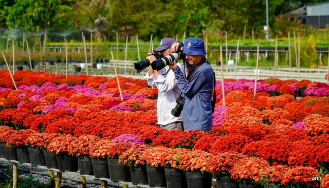 Cette année, le village floral de Sa Dec attire des visiteurs de tout le pays, qui viennent admirer et photographier les milliers de fleurs éclatantes. Photo : VOV. Cette année, le village floral de Sa Dec attire des visiteurs de tout le pays, qui viennent admirer et photographier les milliers de fleurs éclatantes. Photo : VOV.