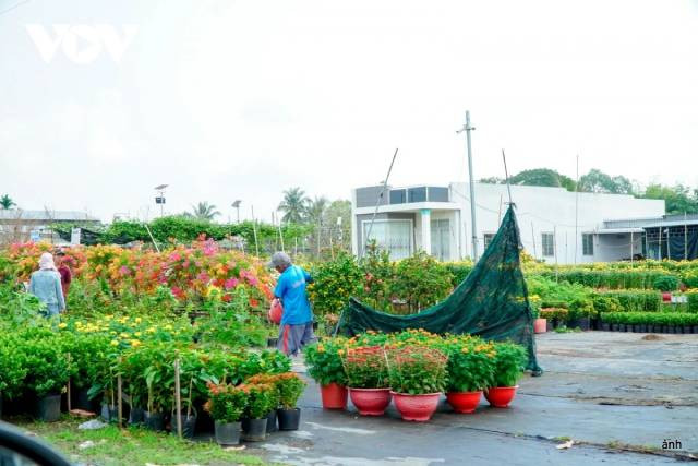 Les habitants transportent des pots de fleurs et des plantes ornementales à travers tout le pays pour répondre à la demande. Photo : VOV. Les habitants transportent des pots de fleurs et des plantes ornementales à travers tout le pays pour répondre à la demande. Photo : VOV.