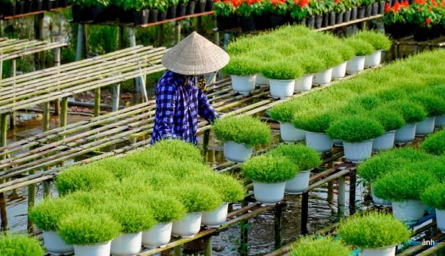 Les habitants travaillent sans relâche pour soigner les fleurs du Têt. Photo : VOV. Les habitants travaillent sans relâche pour soigner les fleurs du Têt. Photo : VOV.
