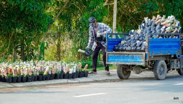 Les produits floraux de Sa Dec se retrouvent désormais dans tout le pays. Photo : VOV. Les produits floraux de Sa Dec se retrouvent désormais dans tout le pays. Photo : VOV.