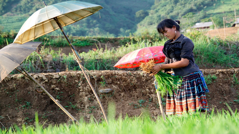 La vie des minorités ethniques de Lai Châu est étroitement liée aux rizières en terrasses. Photo : nhandan.vn