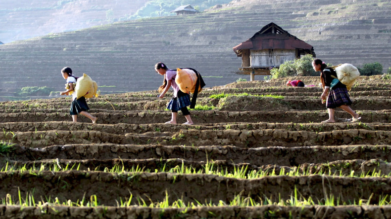 La vie des minorités ethniques de Lai Châu est étroitement liée aux rizières en terrasses. Photo : nhandan.vn