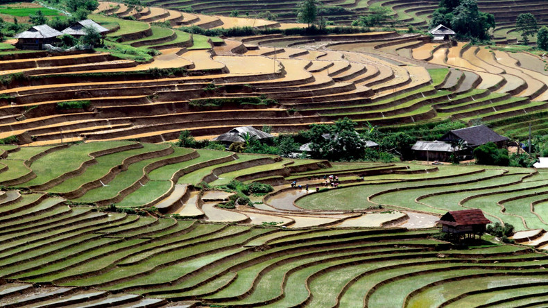 Les maisons traditionnelles des minorités ethniques sont situées parmi les rizières en terrasses, c’est le lieu où sont préservées de nombreuses caractéristiques culturelles agricoles uniques de la région du Nord-Ouest. Photo : nhandan.vn