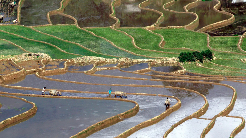 Les rizières en terrasses contribuent à créer le paysage paisible et rustique de la région montagneuse de Lai Châu. Photo : nhandan.vn