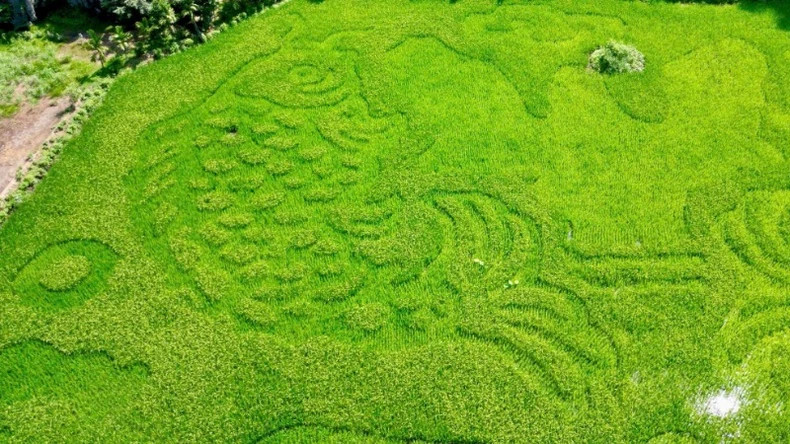 Une peinture créée à partir de plants de riz. Photo: nhandan.vn