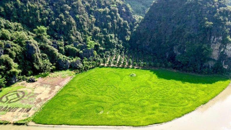 Cette année, le tableau « La carpe franchissant la porte du dragon » présente de nombreux détails complexes et une combinaison de couleurs entrelacées, ce qui exige une plantation de riz selon des instructions précises, ainsi qu’un repiquage, un éclaircissage, un entretien et des ajustements en temps opportun. Photo: nhandan.vn
