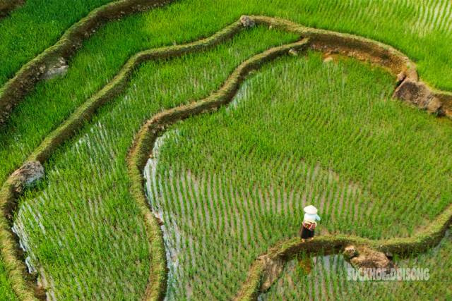 Un petit chemin sinueux serpente entre les rizières verdoyantes, invitant les visiteurs à explorer la beauté pure et intacte de Pu Luong. Photo: suckhoedoisong.vn