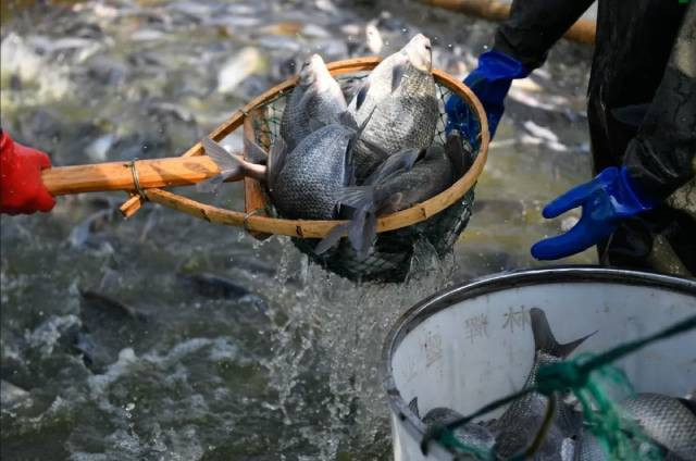 Le Royaume-Uni est actuellement considéré comme un marché très prometteur pour les produits agricoles, sylvicoles et aquacoles du Vietnam. Photo: congthuong.vn
