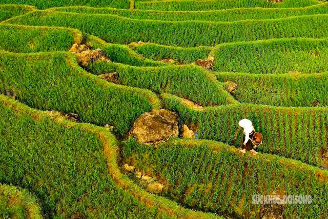 La beauté à la fois grandiose et poétique de ce paysage en fait une destination prisée pour ceux qui souhaitent se reconnecter à la nature et découvrir la vie authentique des populations montagnardes de Thanh Hoa. Photo: suckhoedoisong.vn