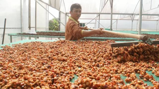Les caféiculteurs de Dak Nong s’emploient activement à améliorer la valeur et la qualité de leur café. Photo : congthuong.vn Les caféiculteurs de Dak Nong s’emploient activement à améliorer la valeur et la qualité de leur café. Photo : congthuong.vn