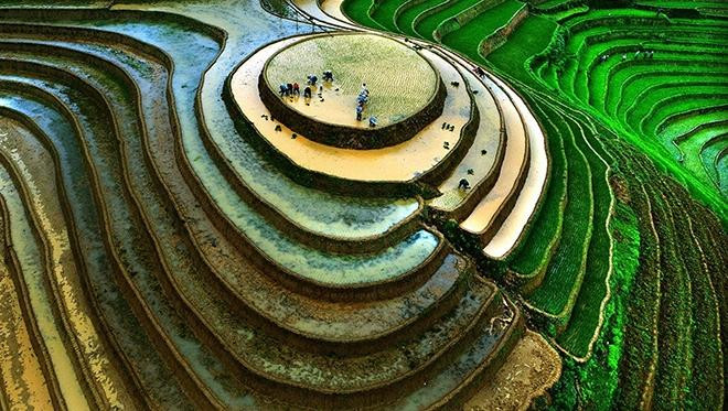 Les champs nouvellement repiqués sont verts, entrelacés avec des parcelles brunes pleines d'eau. Les champs nouvellement repiqués sont verts, entrelacés avec des parcelles brunes pleines d'eau.