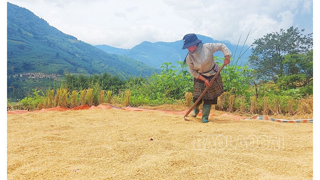 Certaines familles font sécher le riz directement sous leur cabane, puis le transportent chez elles. Photo : baolaocai.vn
