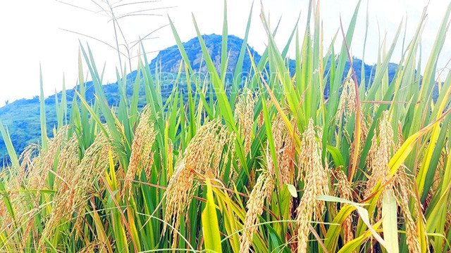 Cette année, le temps est favorable, le paddy de la vallée de Thê Pa est gros et plein de graines. Photo : baolaocai.vn