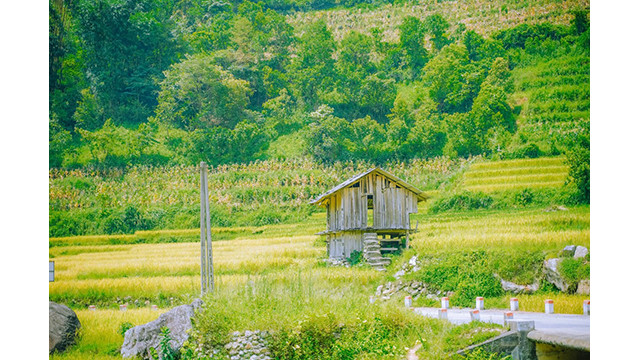 La beauté de la saison du riz mûr à Nâm Cang à Sa Pa. Photo : NGOCLAM