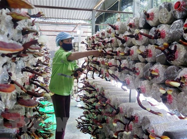 Récolte de Ganoderma lucidum à la Sarl Phu Gia Biotechnology de Thai Nguyen. Photo de VNA