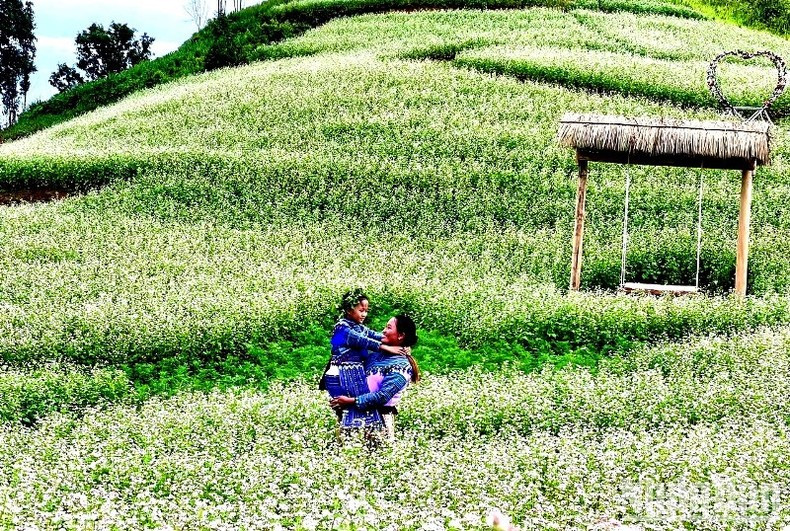Les fleurs de sarrasin violettes invitent les touristes lors de la Fête nationale vietnamienne. Photo : DINH NAM. Les fleurs de sarrasin violettes invitent les touristes lors de la Fête nationale vietnamienne. Photo : DINH NAM.