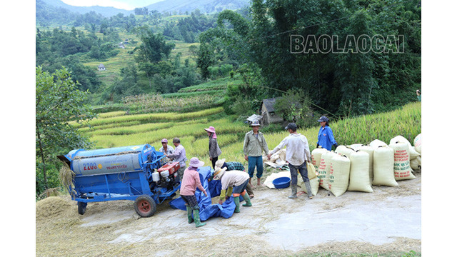 Le battage du riz dans la vallée de Thê Pa est désormais moins dur grâce aux batteuses. Auparavant, les gens battaient le riz manuellement à l’aide de tonneaux en bois. Photo : baolaocai.vn