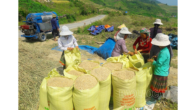 Des sacs pleins de riz apportent de la joie et une vie plus prospère aux minorités ethniques des communes montagneuses d’Y Ty et A Lu. Photo : baolaocai.vn