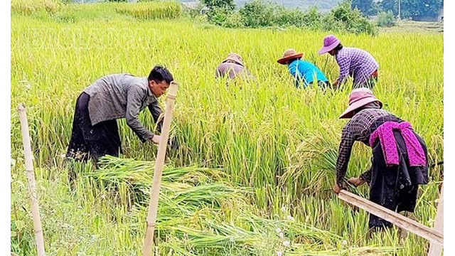Profitant de la journée ensoleillée, les familles s'entraident pour récolter le riz, puis le faire sécher dans les champs. Photo : baolaocai.vn
