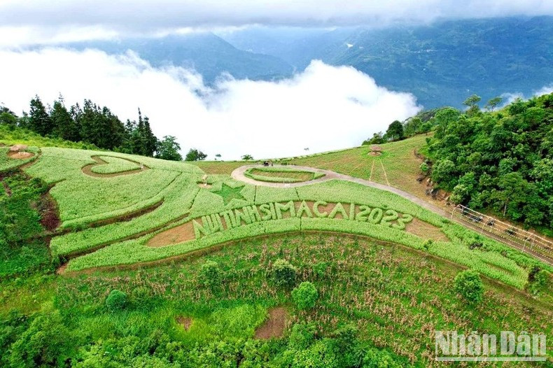 La colline de fleurs de sarrasin blanc de la famille Cu Seo Tro, à Phô Thâu dans le district de Si Ma Cai, est une destination préférée des touristes pour les jours fériés. Photo : DINH NAM. La colline de fleurs de sarrasin blanc de la famille Cu Seo Tro, à Phô Thâu dans le district de Si Ma Cai, est une destination préférée des touristes pour les jours fériés. Photo : DINH NAM.