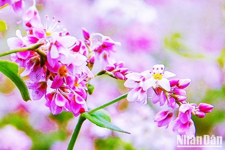 De fins pétales violets sous le rayon du soleil d’automne. Photo : DINH NAM. De fins pétales violets sous le rayon du soleil d’automne. Photo : DINH NAM.