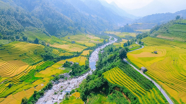 La couleur jaune vif du riz à la saison des récoltes Photo : NGOC LAM