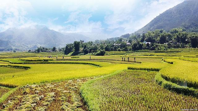 Après un jour de la récolte. Photo : TTTTXTDL Lai Châu.