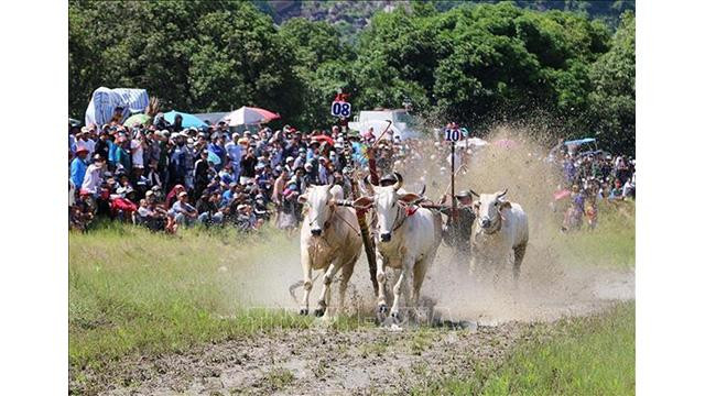 Des paires de bœufs se précipitent vers la ligne d'arrivée. Photo : VNA. Des paires de bœufs se précipitent vers la ligne d'arrivée. Photo : VNA.