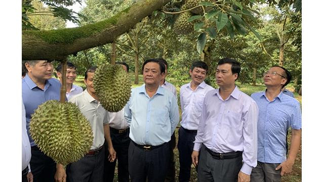 Le ministre Le Minh Hoan visite la zone de culture du durian dans le district de Krong Pak, province de Dak Lak. Photo : VOV. Le ministre Le Minh Hoan visite la zone de culture du durian dans le district de Krong Pak, province de Dak Lak. Photo : VOV.