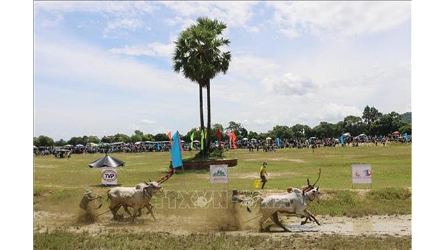 Les meneurs de bœufs (jockeys) montrent leur puissance et leurs compétences lors de la compétition. Photo : VNA. Les meneurs de bœufs (jockeys) montrent leur puissance et leurs compétences lors de la compétition. Photo : VNA.