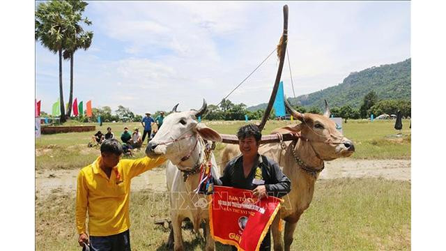 Remise de prix aux bœufs gagnants. Photo : VNA. Remise de prix aux bœufs gagnants. Photo : VNA.
