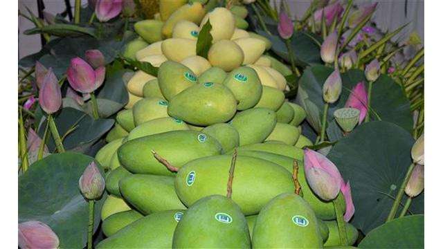 Les mangues de Dông Thap sont exportées vers l'Europe. Photo : VNA.