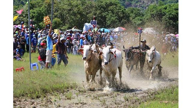 La fête a attiré la participation de 25 paires de bœufs venus des communes et des bourgs du district de Tri Tôn. Photo : VNA. La fête a attiré la participation de 25 paires de bœufs venus des communes et des bourgs du district de Tri Tôn. Photo : VNA.