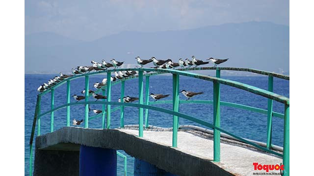 Bien qu’il y ait des milliers de salanganes qui se rassemblent, en raison de leur habitude de s'envoler pour chercher de la nourriture pendant la journée et de ne revenir que le soir, il est difficile pour les touristes de voir cet oiseau sur l'île. Photo : toquoc.vn Bien qu’il y ait des milliers de salanganes qui se rassemblent, en raison de leur habitude de s'envoler pour chercher de la nourriture pendant la journée et de ne revenir que le soir, il est difficile pour les touristes de voir cet oiseau sur l'île. Photo : toquoc.vn