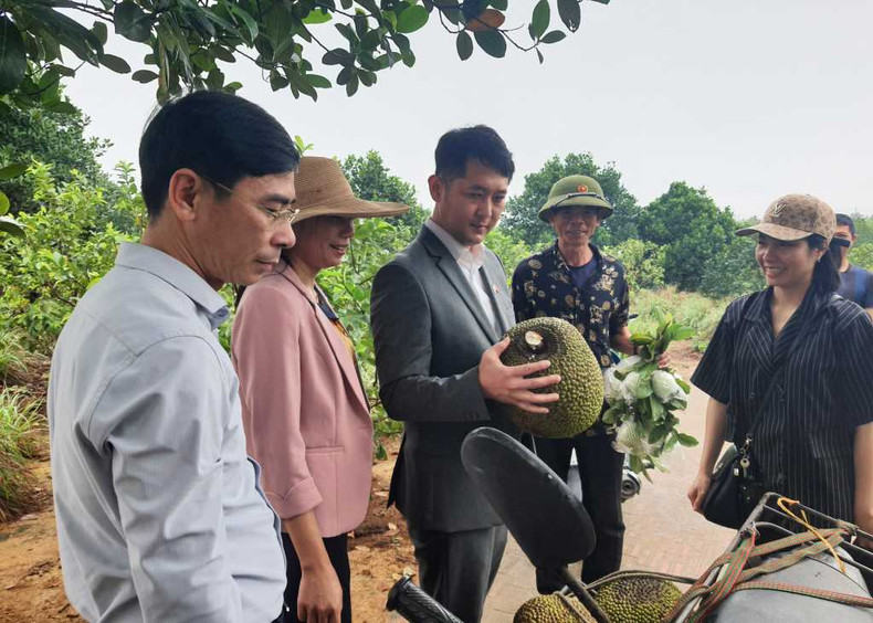 Le modèle d'agrotourisme de la ville de Dong Trieu promet d’attirer de nombreux touristes sud-coréens qui aiment de plus en plus venir au Vietnam. Photo: quangninh.gov.vn Le modèle d'agrotourisme de la ville de Dong Trieu promet d’attirer de nombreux touristes sud-coréens qui aiment de plus en plus venir au Vietnam. Photo: quangninh.gov.vn