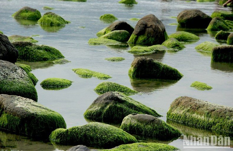 La moitié du récif de Nam Ô plonge dans la mer. Photo: NDEL La moitié du récif de Nam Ô plonge dans la mer. Photo: NDEL