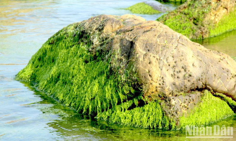 Lors des premiers jours du printemps, la mousse forme un tapis vert. Photo: NDEL Lors des premiers jours du printemps, la mousse forme un tapis vert. Photo: NDEL