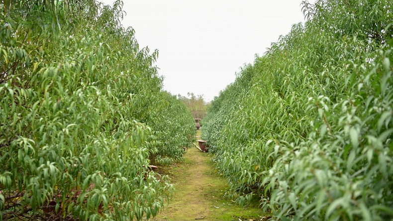 Un jardin de pêchers de Nhât Tân dans l’arrondissement de Tây Hô, à Hanoi. Photo : VOV. Un jardin de pêchers de Nhât Tân dans l’arrondissement de Tây Hô, à Hanoi. Photo : VOV.