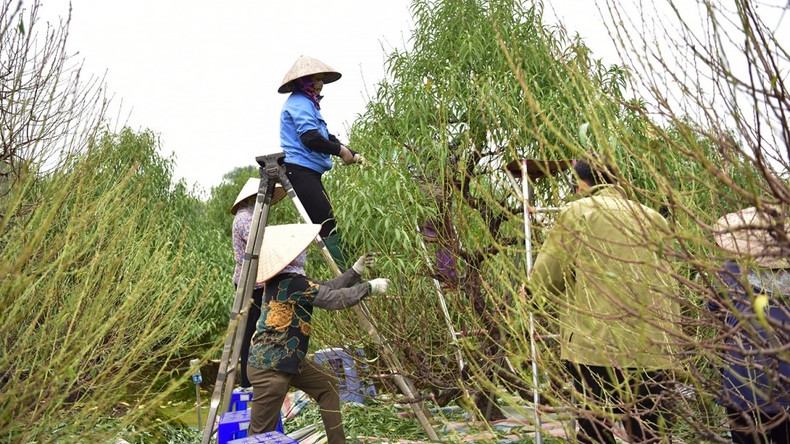 Les horticulteurs doivent embaucher des tailleurs de feuilles saisonniers. Photo : VOV. Les horticulteurs doivent embaucher des tailleurs de feuilles saisonniers. Photo : VOV.