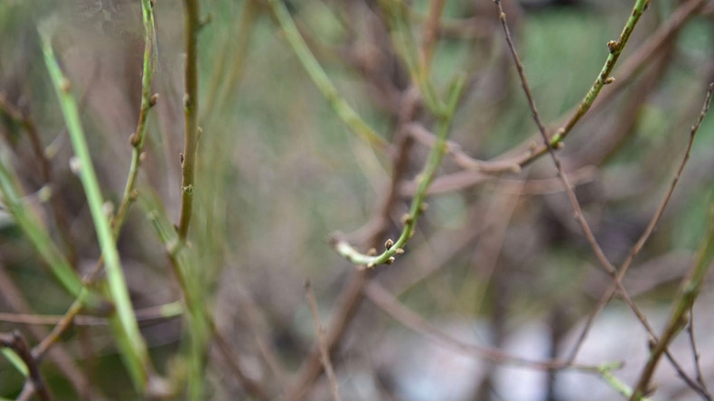 Les feuilles de pêchers sont taillées très tôt pour se prêter à servir les gens pendant le Têt traditionnel. Photo : VOV. Les feuilles de pêchers sont taillées très tôt pour se prêter à servir les gens pendant le Têt traditionnel. Photo : VOV.