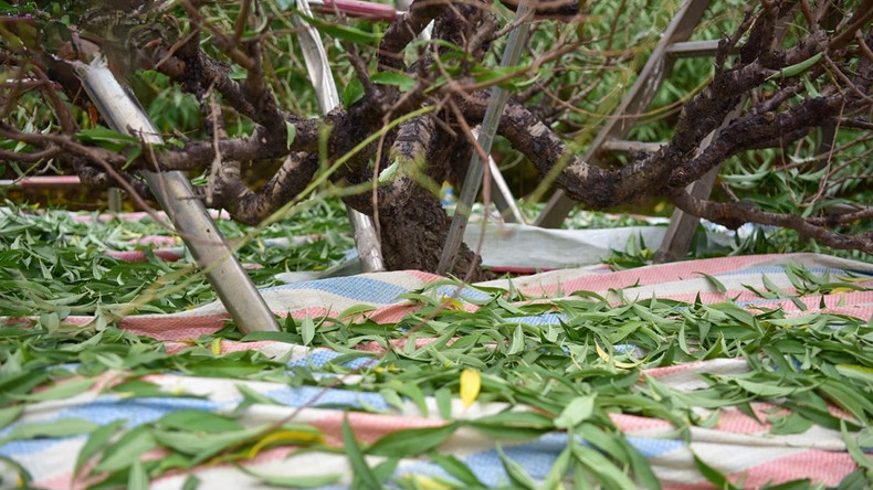 La taille des feuilles doit être effectuée très soigneusement pour protéger les boutons à fleurs. Photo : VOV. La taille des feuilles doit être effectuée très soigneusement pour protéger les boutons à fleurs. Photo : VOV.