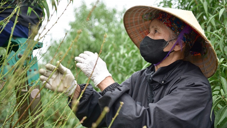 La taille des feuilles doit être effectuée très soigneusement pour protéger les boutons à fleurs. Photo : VOV. La taille des feuilles doit être effectuée très soigneusement pour protéger les boutons à fleurs. Photo : VOV.