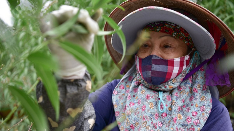 L’utilisation de la technique de taille des feuilles peut également aider les pêcher à fleurir tôt ou tard pour être rapidement mises en vente. Photo : VOV. L’utilisation de la technique de taille des feuilles peut également aider les pêcher à fleurir tôt ou tard pour être rapidement mises en vente. Photo : VOV.