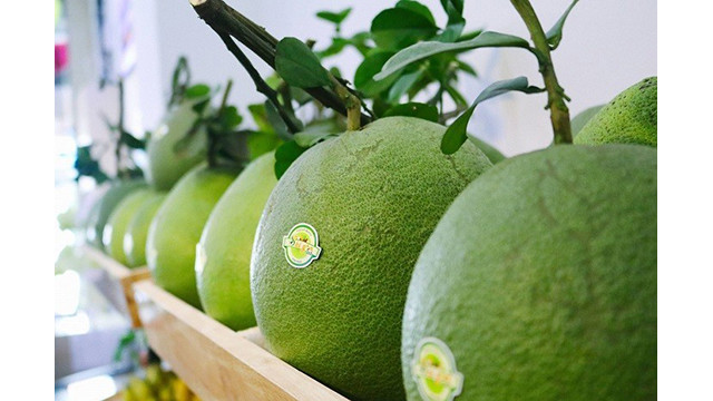 Le premier lot de pamplemousses à peau verte du Vietnam a été autorisé le 28 novembre dernier à s’exporter officiellement vers les États-Unis. Photo : baophapluat.vn