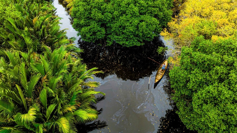 Rú Chá est le nom d'une mangrove primaire unique située dans le village de Thuân Hoa, province de Thua Thiên-Huê. Photo : VOV. Rú Chá est le nom d'une mangrove primaire unique située dans le village de Thuân Hoa, province de Thua Thiên-Huê. Photo : VOV.